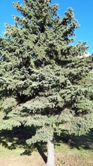 Picea pungens