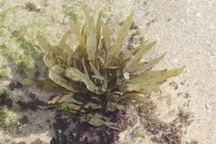 Sargassum incisifolium