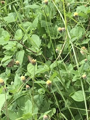 Pelopidas mathias mathias