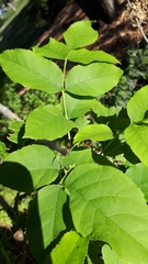 Fraxinus pennsylvanica