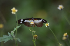 Acraea epaea epaea