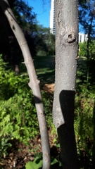 Fraxinus pennsylvanica