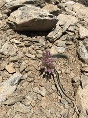 Allium falcifolium