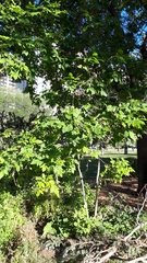 Fraxinus pennsylvanica