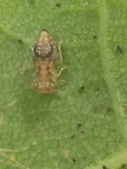 Ectopsocus briggsi