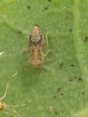 Ectopsocus briggsi