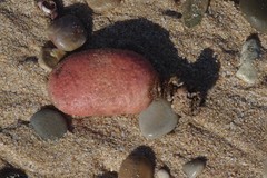 Gynandrocarpa placenta