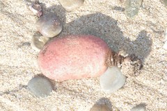 Gynandrocarpa placenta