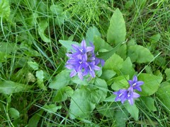 Campanula glomerata