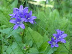 Campanula glomerata