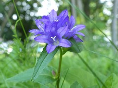 Campanula glomerata
