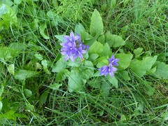 Campanula glomerata