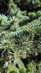 Picea pungens