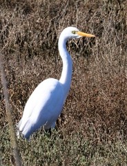 Ardea intermedia brachyrhyncha