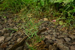 Uropeltidae