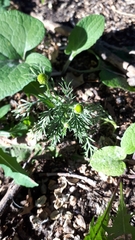 Matricaria discoidea