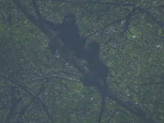 Trachypithecus mauritius