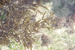 Sargassum incisifolium
