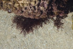 Gelidium abbottiorum