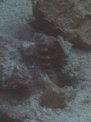 Amblyeleotris wheeleri