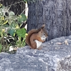 Tamiasciurus hudsonicus