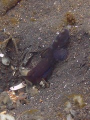 Cryptocentrus fasciatus