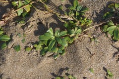 Launaea sarmentosa