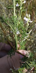 Astragalus sulcatus