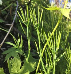 Cardamine umbellata