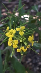 Erysimum cheiranthoides