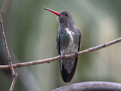 Chionomesa fimbriata