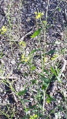 Erysimum cheiranthoides