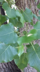 Populus deltoides