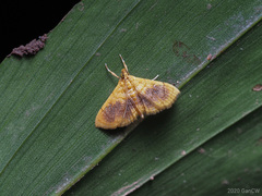 Mabra eryxalis