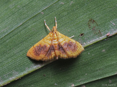 Mabra eryxalis