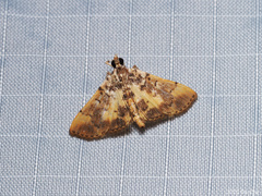 Tylostega