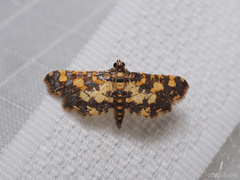 Eurrhyparodes bracteolalis