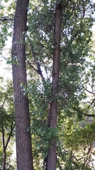 Populus deltoides