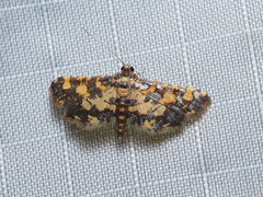 Eurrhyparodes bracteolalis