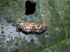 Eurrhyparodes bracteolalis