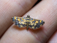 Eurrhyparodes bracteolalis