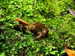 Limnonectes kuhlii