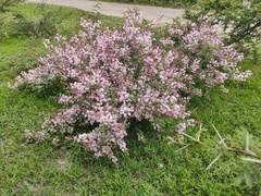 Mimosa monancistra