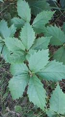 Parthenocissus quinquefolia