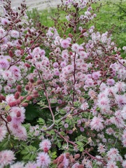 Mimosa monancistra