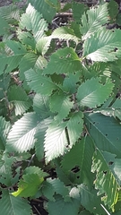 Ulmus americana
