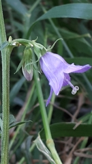 Campanula rapunculoides