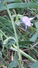 Campanula rapunculoides