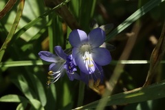 Polemonium occidentale occidentale