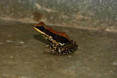 Hydrophylax bahuvistara